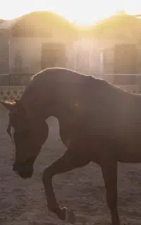 اسب اصیل ایرانی(خالص ایرانی)