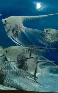 انواع گیاه گلدانی آکواریوم