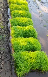 توم هاشمی ۲۰۰ تومن میانبر