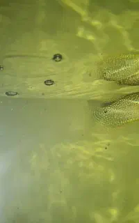 ماهی گورامی