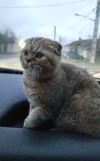 جفت گیری گربه اسکاتیش فولد نر