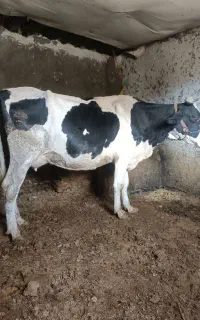 گاو