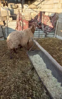 میش زاییده و سالم