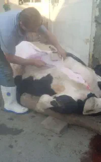 سلاخ و قصاب حرفه ای