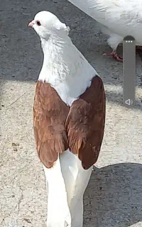 کبوترای عتیقه