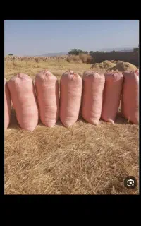 فروش کاه گونی کرده