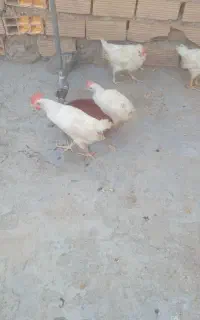 5عددجوجه خروس  دورگی
