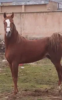 اسب سواری