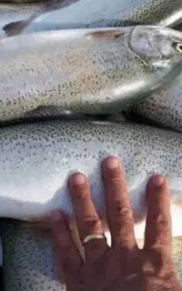 ماهی قزل الا