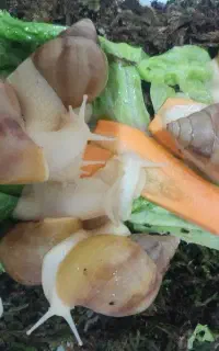 حلزون خوشگل موشگل