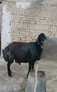قوچ