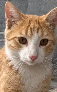 سرپرست گربه دستی