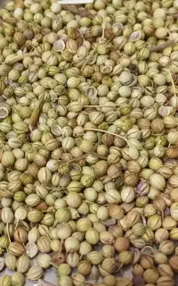 خرید گشنیز
