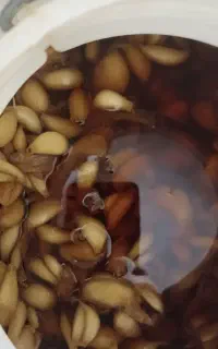 سیر ترشی دزفول