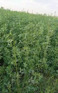 بذر یونجه پربار  آیا از رشد کم یونجه‌زار خود خسته‌