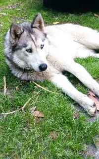 واگذاری سگ هاسکی