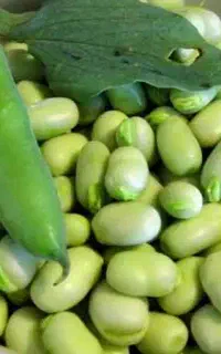 پاک کردن باقالی و نخود