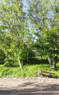 فصل برداشت گردو (شنگری)