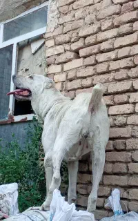 سگ آلابای