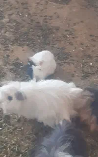 خوکچه همستر خرگوش