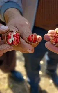 فروش تضمینی انواع نهال با گیرایی بالا