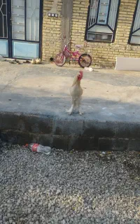 خروس دیلگونی درجه یک ۱۰ماهه