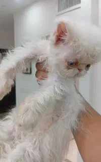 بچه گربه