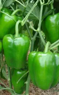 برداشت۲برابری فلفل گلخانه ای/ارگانیک