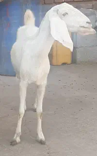 بزپاکستانی