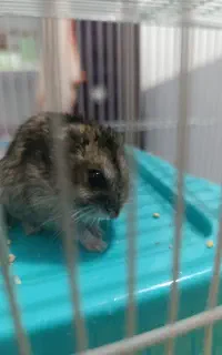 همستر کمپل نر و ماده