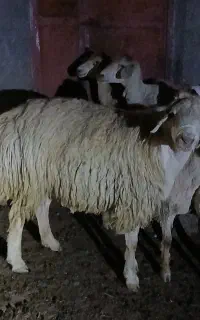 قوچ تخمی