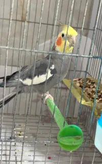 عروس هلندی