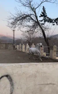 باشگاه اسب سواری، پانسیون ، آموزش