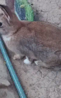 خرگوش