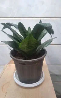 گل‌سانسورپا‌کوتاه،گل‌کاکتوس وگل‌آلوورا