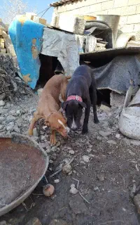 پیتبول نر وماده