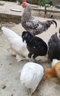 مرغ خروس نژاد دار