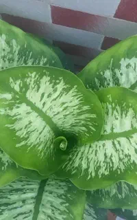 گل دیفن بسیار زیبا قد ۱۵۰ سانت ۲۰ برگ
