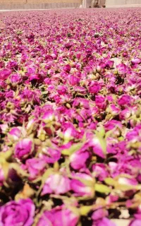 خرید و فروش غنچه و گل محمدی