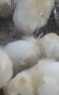 جوجه گوشتی