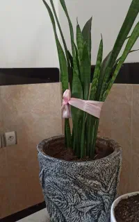 گل سانسوریا