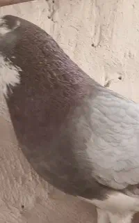 کفتر گمشده
