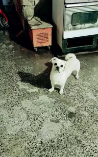 این سگ برافروشه