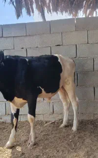 یک عدد گوساله نر هلشتاین