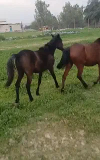 مادیان با کره نر