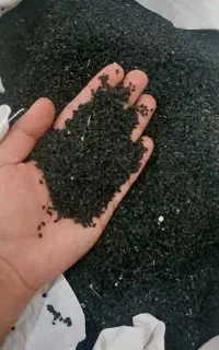 بذر  دستگیری مینروا (قوطی آرژانتین)
