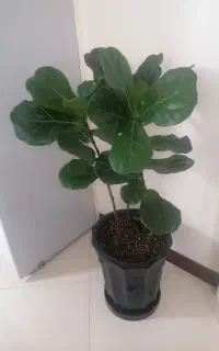 گلدان های آپارتمانی