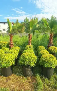 تهیه ، طراحی، اجرا و نگهداری فضای سبز