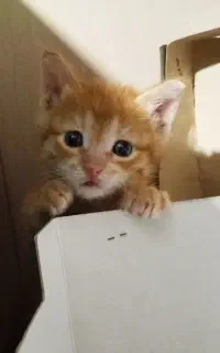 بچه گربه dsh