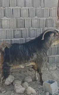پازن